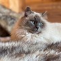 A Roccabruna si cerca il tenero micio Baloo A Roccabruna si cerca il tenero micio Baloo