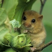 Al via il piano di controllo provinciale del ghiro tra tutela della corilicoltura e la gestione sostenibile della fauna