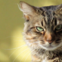 A Cavallermaggiore una serata sul mondo felino A Cavallermaggiore una serata sul mondo felino