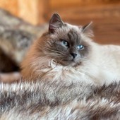 Lieto fine a Roccabruna: il micio Baloo è tornato a casa