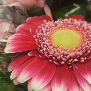 Una gerbera Una gerbera