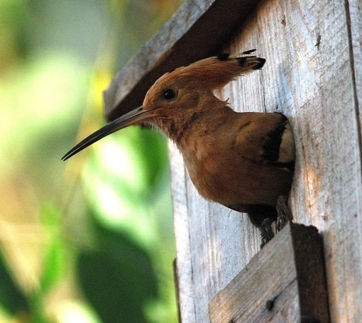 A Cuneo una domenica tra musica e natura al Giardino Lipu