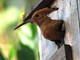 A Cuneo una domenica tra musica e natura al Giardino Lipu