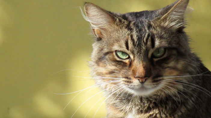 A Cavallermaggiore una serata sul mondo felino A Cavallermaggiore una serata sul mondo felino