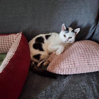 Amanti dei gatti al lavoro nel Pinerolese per portare a termine la missione di Cinzia