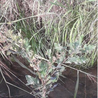 Giovane esemplare di farnia – Quercus robur L. subsp. robur