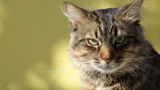 A Cavallermaggiore una serata sul mondo felino A Cavallermaggiore una serata sul mondo felino