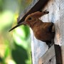 Lipu Cuneo, sabato 3 ottobre doppio appuntamento: birdwatching al Beinale e Momijigari in viale Angeli