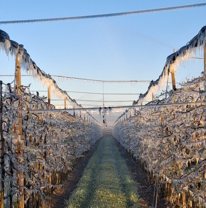Gelo nei frutteti del Saviglianese (archivio, foto Ariaudo)