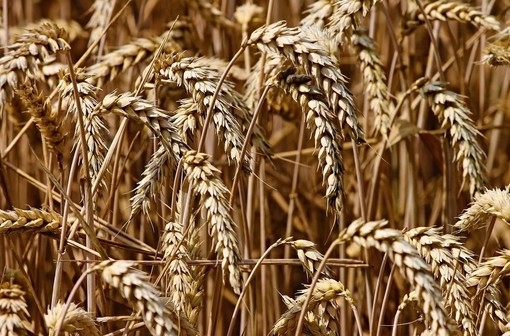 La crisi ucraina fa schizzare il prezzo del grano: +10% in una settimana