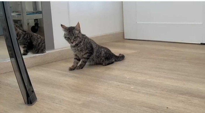 La gattina con problemi di deambulazione per la quale l'associazione "iL gatto per te" chiede aiuto
