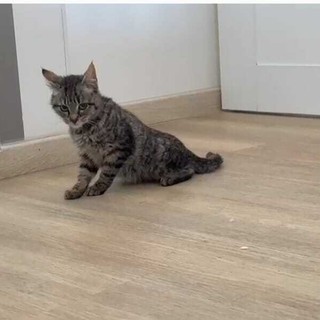 La gattina con problemi di deambulazione per la quale l'associazione "iL gatto per te" chiede aiuto