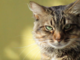 A Cavallermaggiore una serata sul mondo felino A Cavallermaggiore una serata sul mondo felino