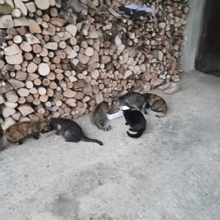 I gatti della colonia della Vallera di Caraglio