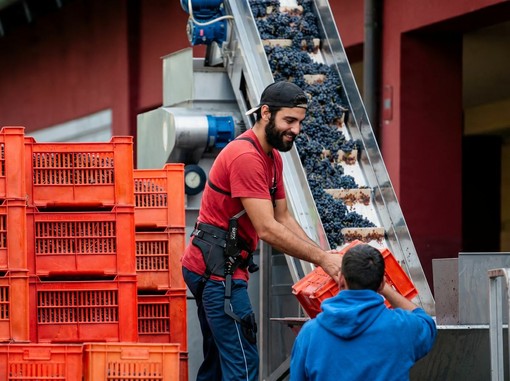 Tecnologia e lavoro nelle Langhe: esoscheletri nella movimentazione dell’uva