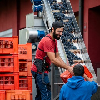 Tecnologia e lavoro nelle Langhe: esoscheletri nella movimentazione dell’uva
