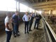Il presidente Cirio in visita ad un allevamento bovino da ingrasso di bovini da carne