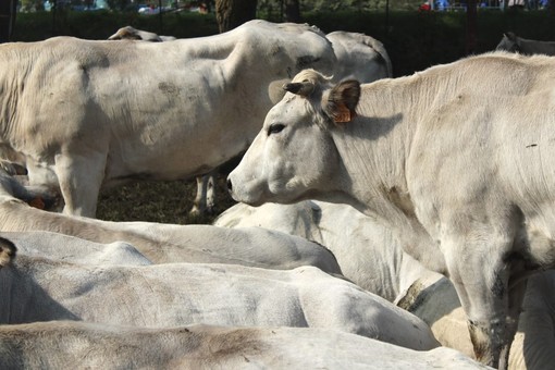Bovini, immagine di repertorio