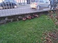 Le galline ritrovate venerdì nel cortile dell'istituto