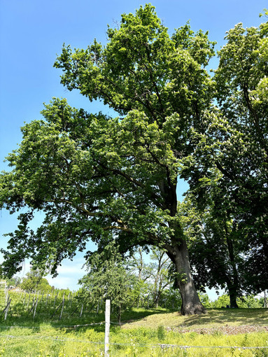 Saluzzo ha due alberi monumentali: sono un rovere e un cipresso di 200 anni