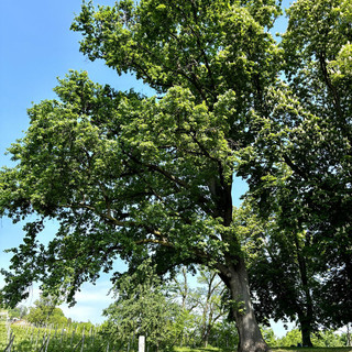 Saluzzo ha due alberi monumentali: sono un rovere e un cipresso di 200 anni