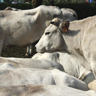 Bovini, immagine di repertorio