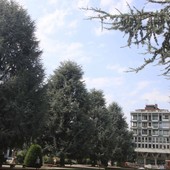 Cuneo, la battaglia per salvare i cedri di piazza Europa continua lunedì 26 in Consiglio comunale Cuneo, la battaglia per salvare i cedri di piazza Europa continua lunedì 26 in Consiglio comunale