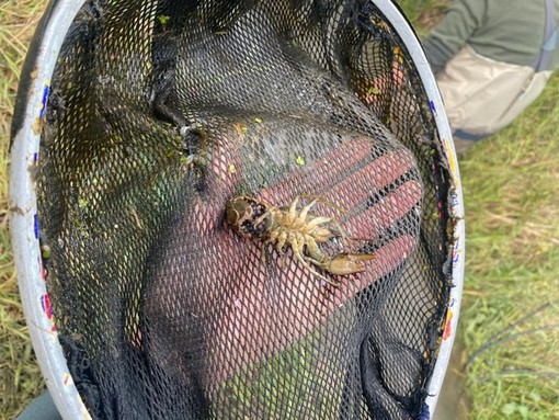 I gamberi di acqua dolce fermano la costruzione dell’impianto di biometano a Fossano