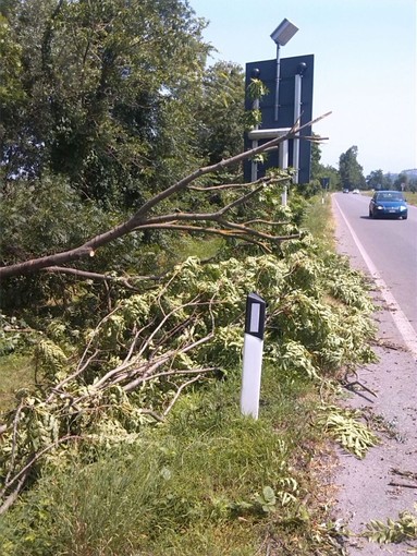 Albero sradicato nei pressi della rotonda del Beila