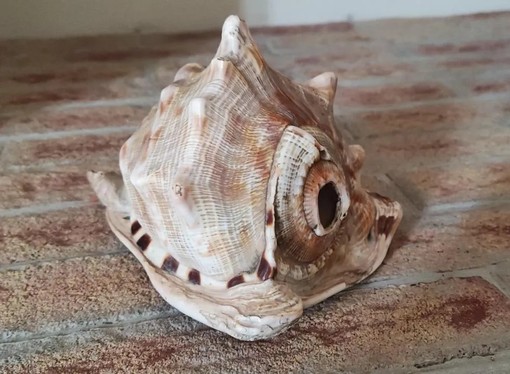 “Il segreto della conchiglia” a Magliano Alfieri: il Castello si trasforma in un gioco di famiglia “Il segreto della conchiglia” a Magliano Alfieri: il Castello si trasforma in un gioco di famiglia