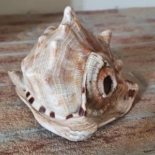 “Il segreto della conchiglia” a Magliano Alfieri: il Castello si trasforma in un gioco di famiglia “Il segreto della conchiglia” a Magliano Alfieri: il Castello si trasforma in un gioco di famiglia