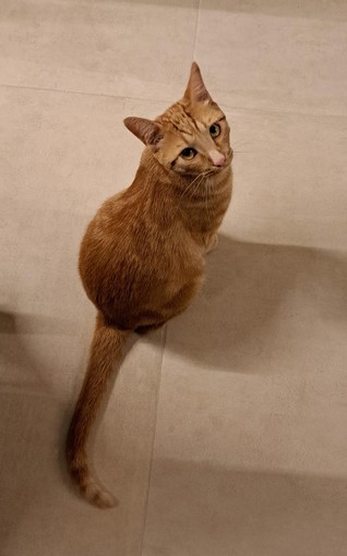 A Fossano si cerca Rhum, gatto arancione di circa un anno