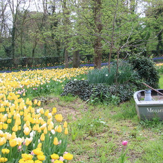 La fioritura di oltre centomila tulipani colora il parco del castello di Pralormo [FOTO]