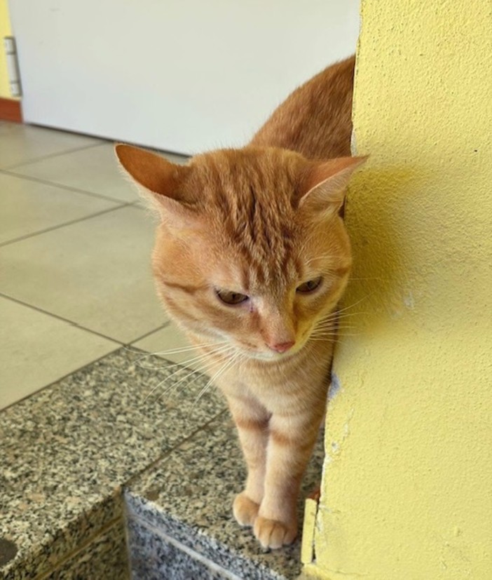 A Roccabruna si cerca il tenerissimo micio Leo, scomparso da quasi un mese