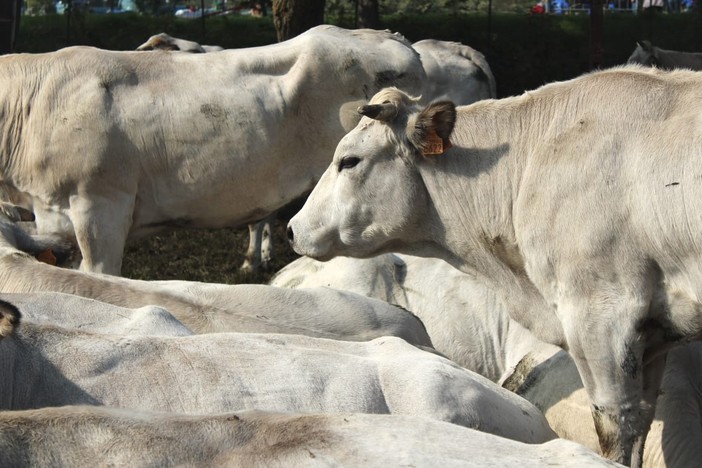 Bovini, immagine di repertorio Bovini, immagine di repertorio