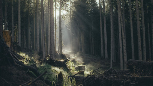 Cinema sotto le stelle a Monterosso e Pradleves con “Il codice del bosco” Cinema sotto le stelle a Monterosso e Pradleves con “Il codice del bosco”