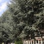 Cedri di piazza Europa, “perché non trasformarli in un’opera d’arte di Giuseppe Penone?” Cedri di piazza Europa, “perché non trasformarli in un’opera d’arte di Giuseppe Penone?”
