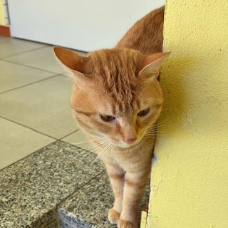 A Roccabruna si cerca il tenerissimo micio Leo, scomparso da quasi un mese A Roccabruna si cerca il tenerissimo micio Leo, scomparso da quasi un mese