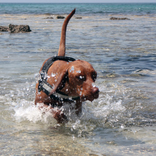 I cani e l’acqua: manuale per l’uso
