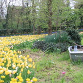 La fioritura di oltre centomila tulipani colora il parco del castello di Pralormo [FOTO]