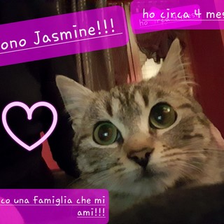 Un primo piano della gattina Jasmine