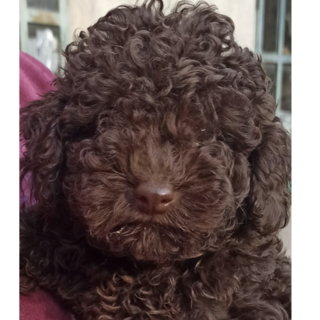 Kimi, la barboncina Toy rapita a Mombasiglio