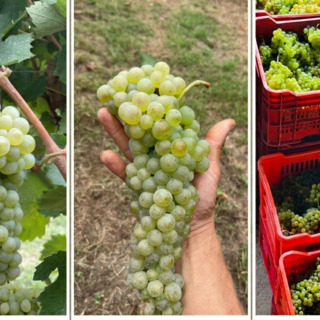 Il Liseiret rinasce tra le colline alte: giovani vignaioli riscrivono il futuro delle Langhe Il Liseiret rinasce tra le colline alte: giovani vignaioli riscrivono il futuro delle Langhe