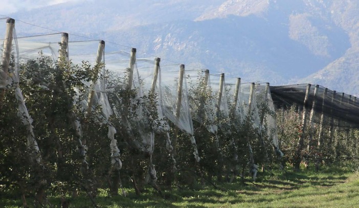 Dalla Regione 5 milioni a 257 aziende agricole per reti antigrandine e interventi antigelo Dalla Regione 5 milioni a 257 aziende agricole per reti antigrandine e interventi antigelo