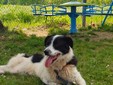 Il cane Macchia Il cane Macchia