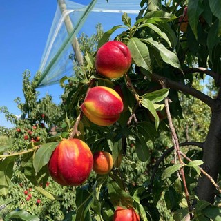 Pesche cuneesi in anticipo di 15 giorni: qualità alta, ma costi alle stelle