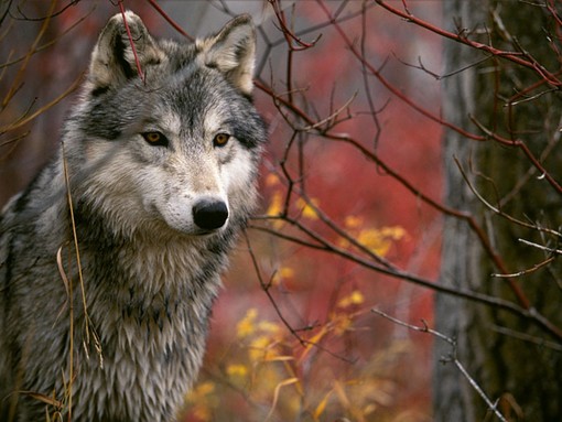Il ritorno del lupo nelle valli della Granda, un pericolo?