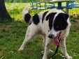 Il cane Macchia Il cane Macchia