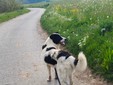 Il cane Macchia Il cane Macchia