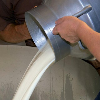 Latte, in Piemonte cresce la produzione ma i prezzi restano sotto i livelli del 2025 Latte, in Piemonte cresce la produzione ma i prezzi restano sotto i livelli del 2025